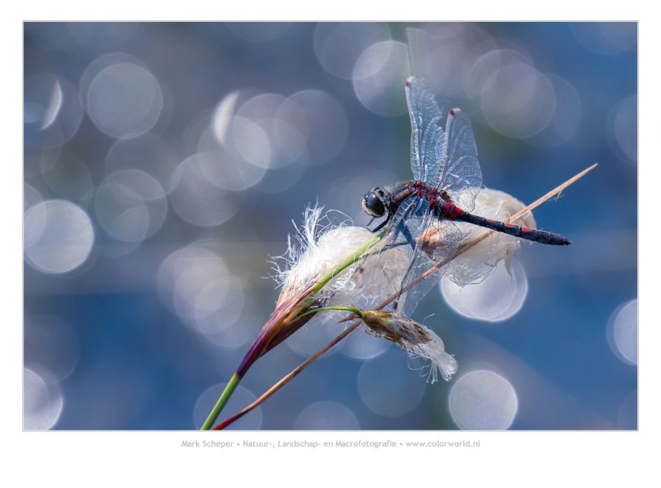 Noordse witsnuitlibel - Geleedpotigen - Noordse witsnuitlibel